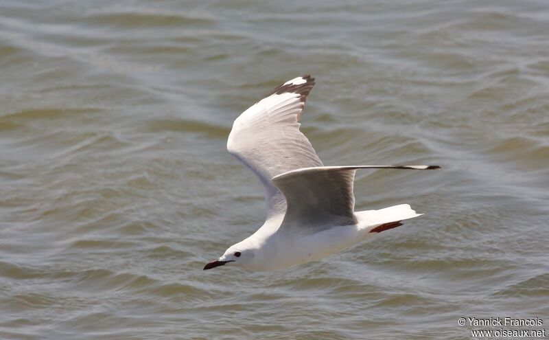 Mouette de Hartlaubadulte, composition, Vol