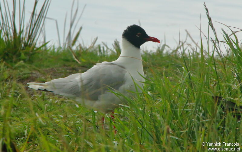 Mouette mélanocéphaleadulte, identification, composition