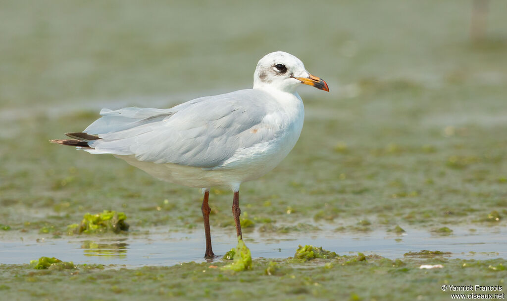Mouette mélanocéphaleadulte internuptial, identification, composition