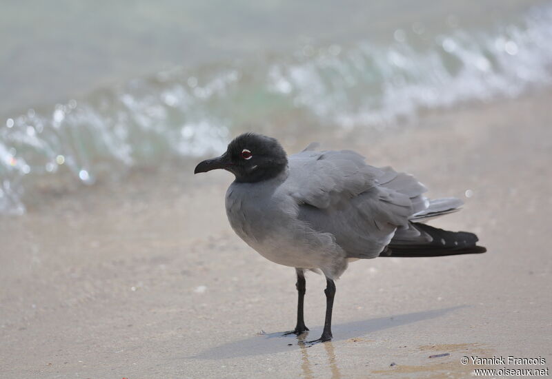 Mouette obscureadulte, habitat, composition