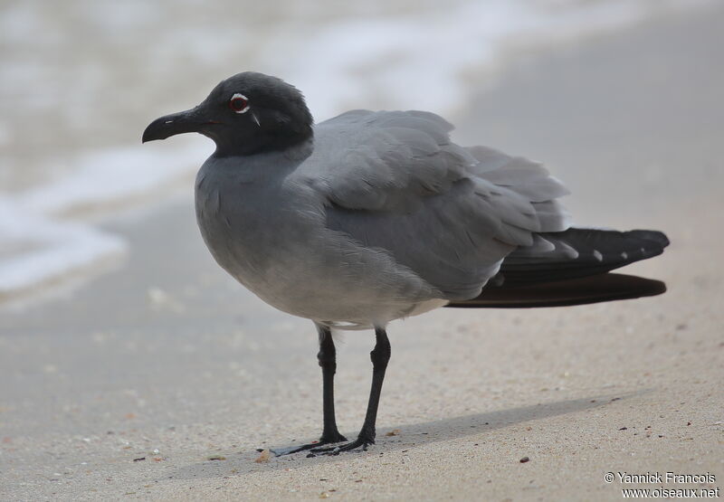 Mouette obscureadulte, identification, composition