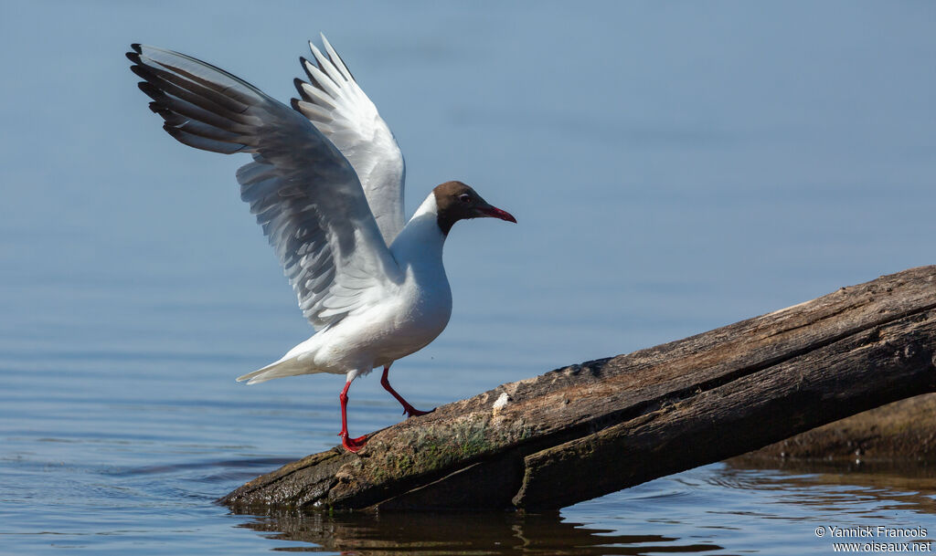 Mouette rieuseadulte nuptial, identification, composition