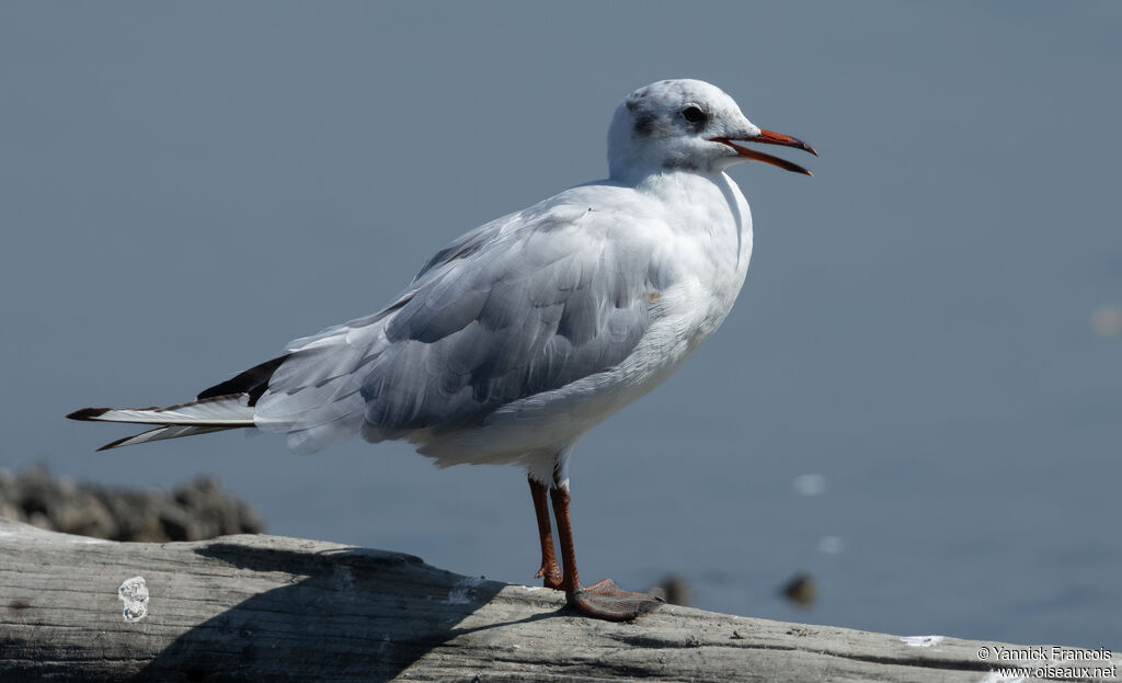 Mouette rieuseadulte internuptial, identification, composition