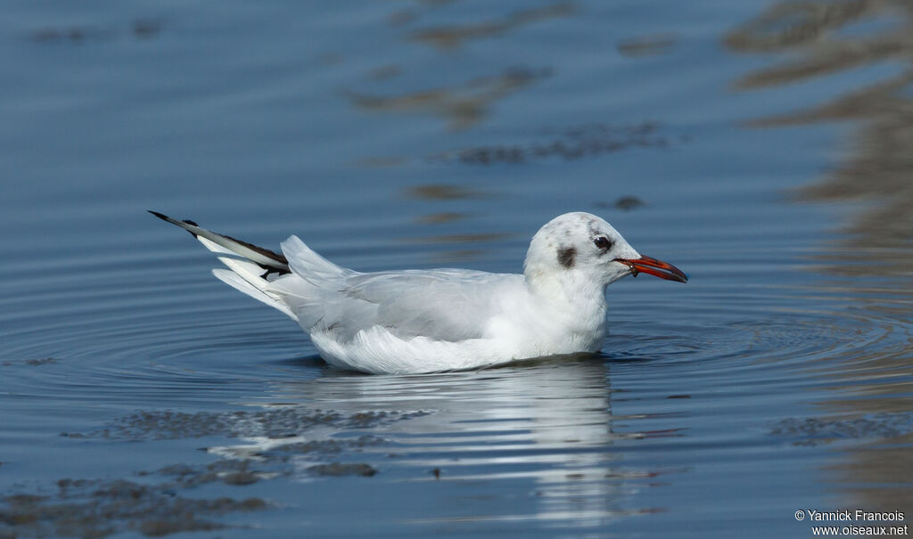 Mouette rieuseadulte internuptial, identification, composition, pêche/chasse