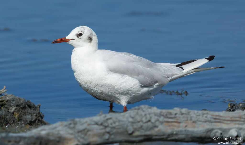 Mouette rieuseadulte internuptial, identification, composition