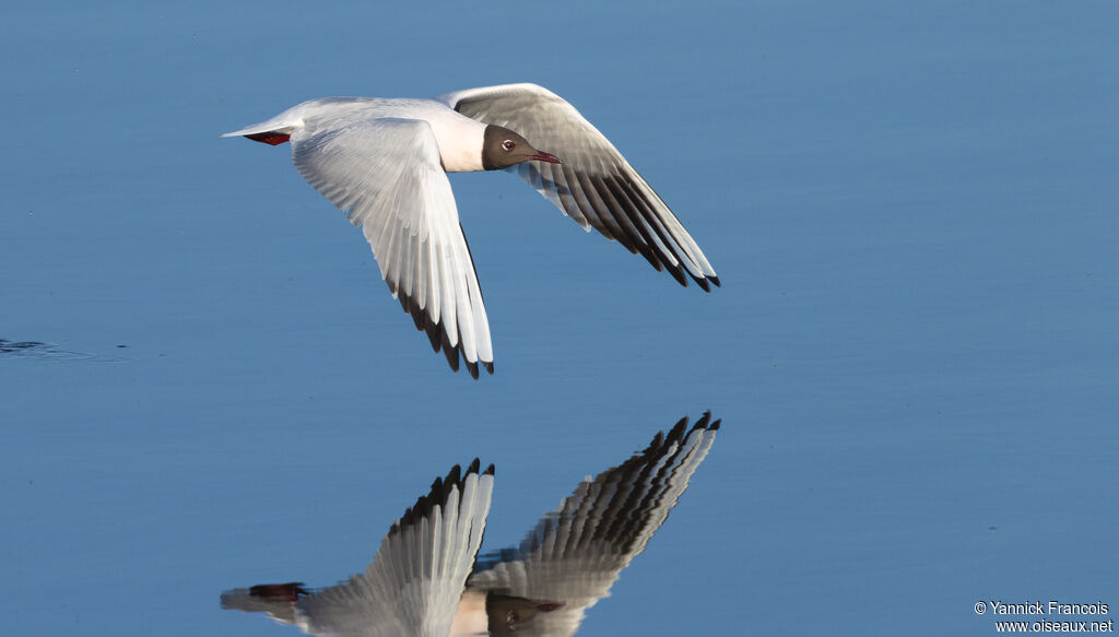 Mouette rieuseadulte nuptial, composition, Vol