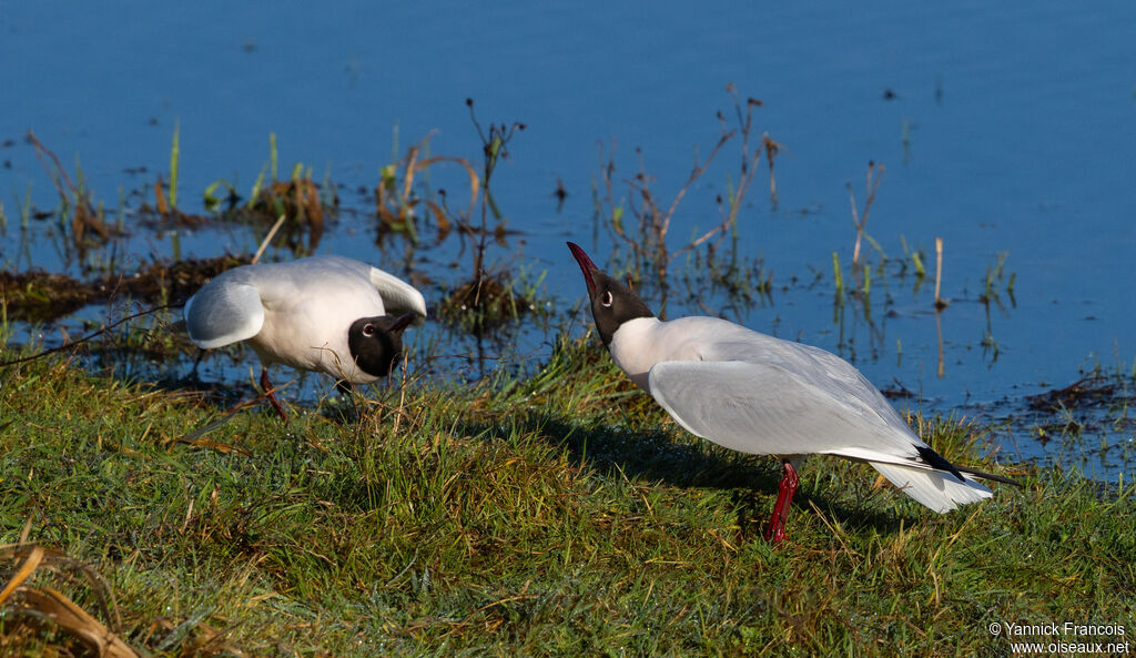 Mouette rieuseadulte nuptial, habitat, composition, parade