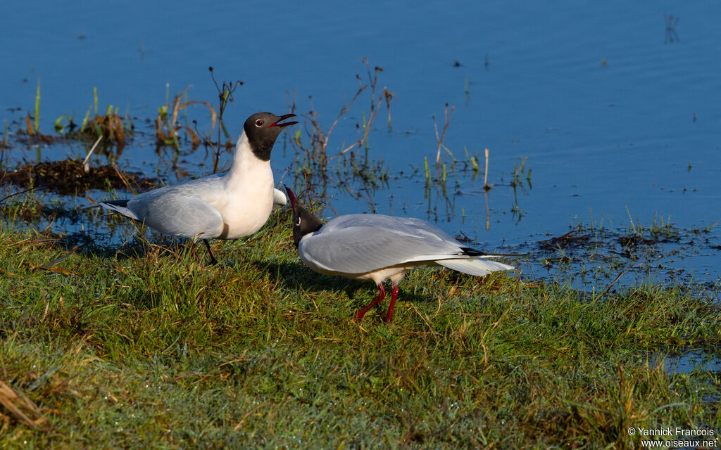 Mouette rieuseadulte nuptial, habitat, composition, parade