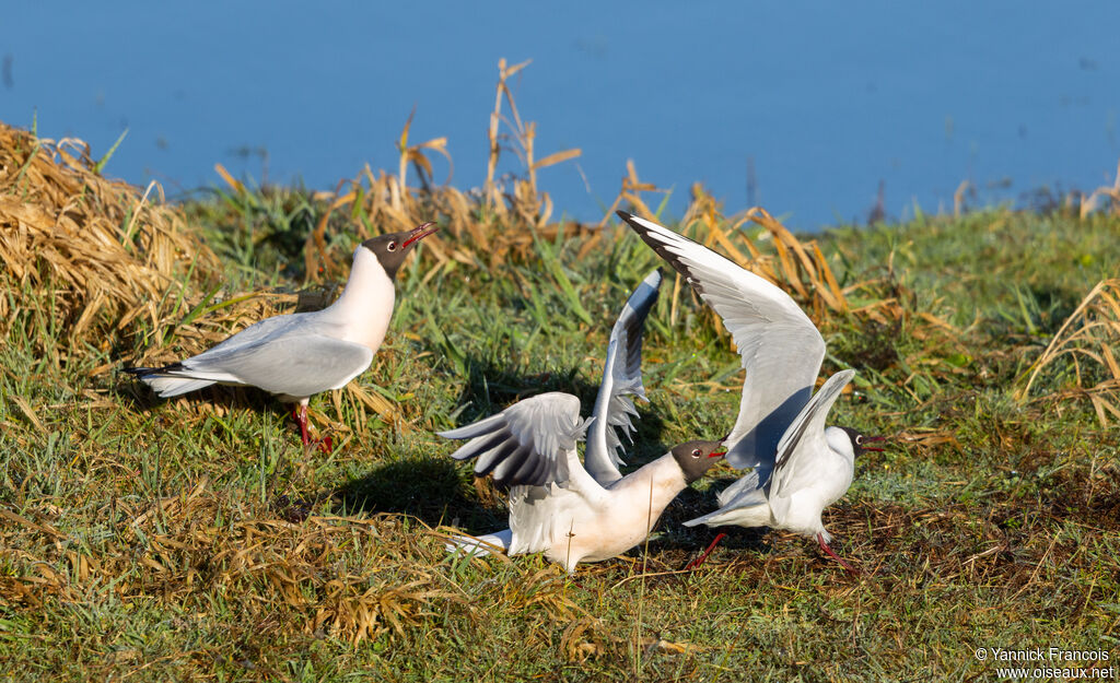 Mouette rieuseadulte, habitat, Comportement