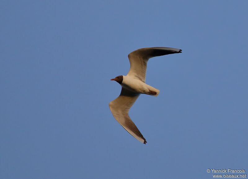 Mouette rieuseadulte nuptial, composition, Vol