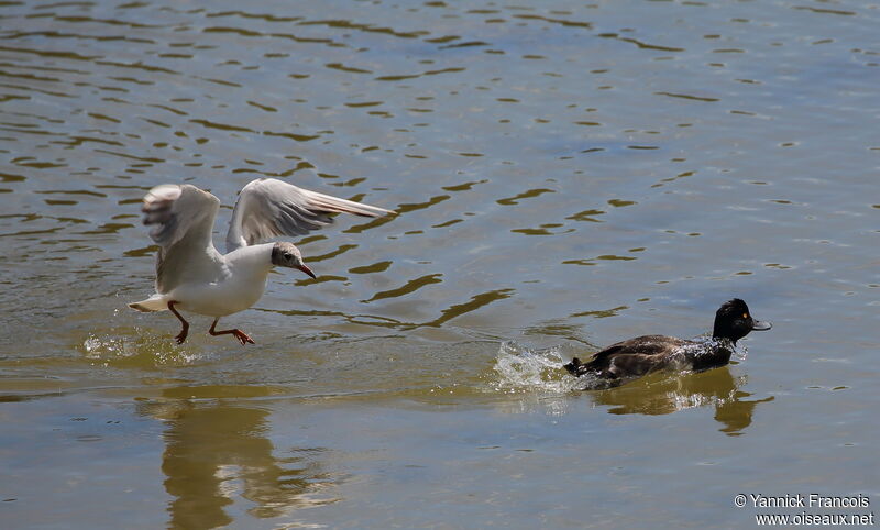 Mouette rieuseadulte, Comportement