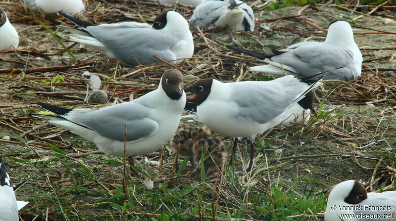 Mouette rieuse, identification, r. coloniale