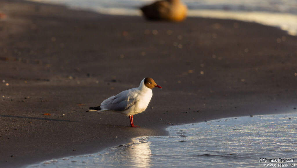 Mouette rieuseadulte, identification, composition
