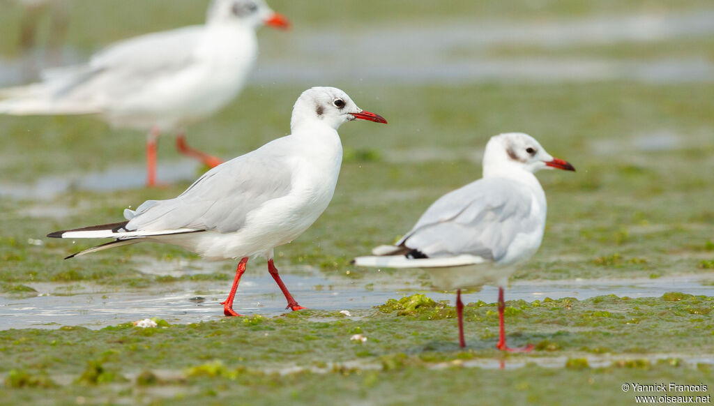 Mouette rieuseadulte internuptial, identification, composition