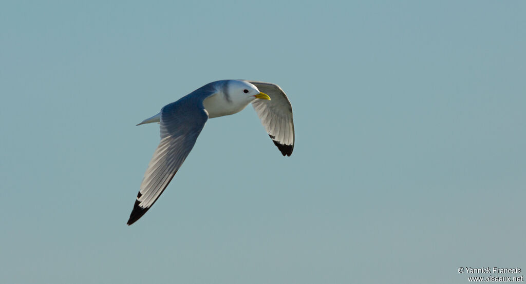 Black-legged Kittiwakeadult post breeding, aspect, Flight