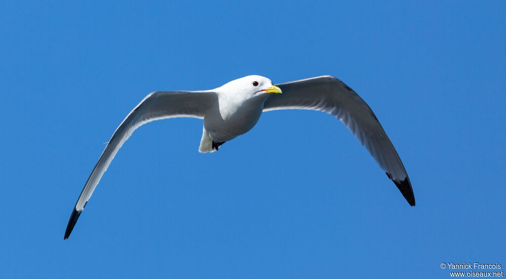 Black-legged Kittiwakeadult breeding, aspect, Flight