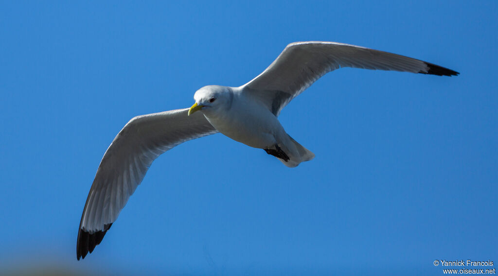 Mouette tridactyleadulte internuptial, composition, Vol