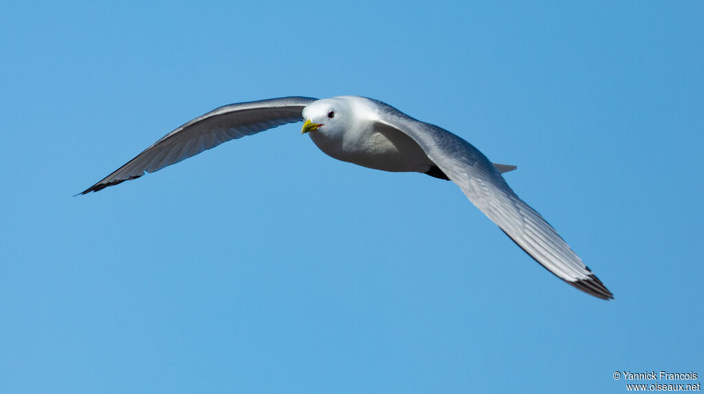 Mouette tridactyleadulte nuptial, composition, Vol