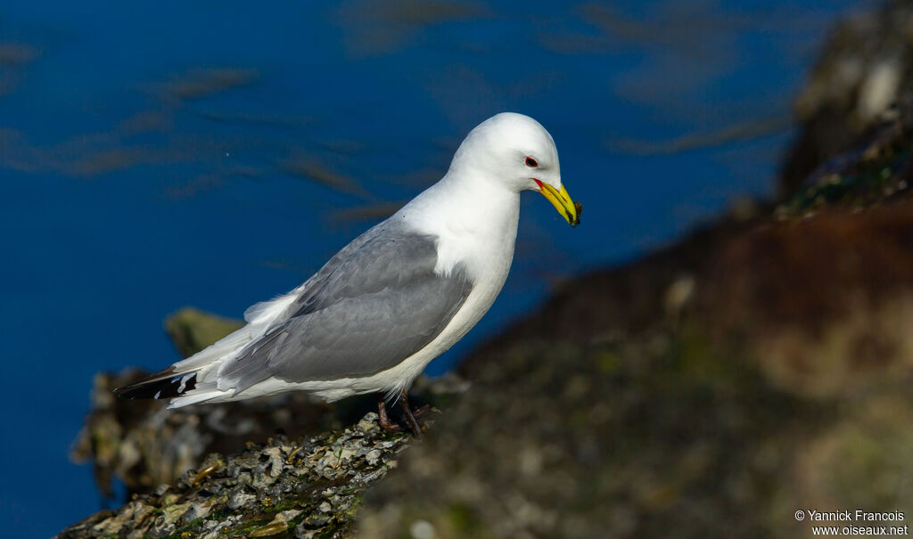 Mouette tridactyleadulte nuptial, identification, composition, mange
