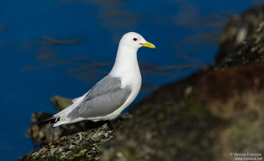 Mouette tridactyleadulte nuptial, identification, composition, mange