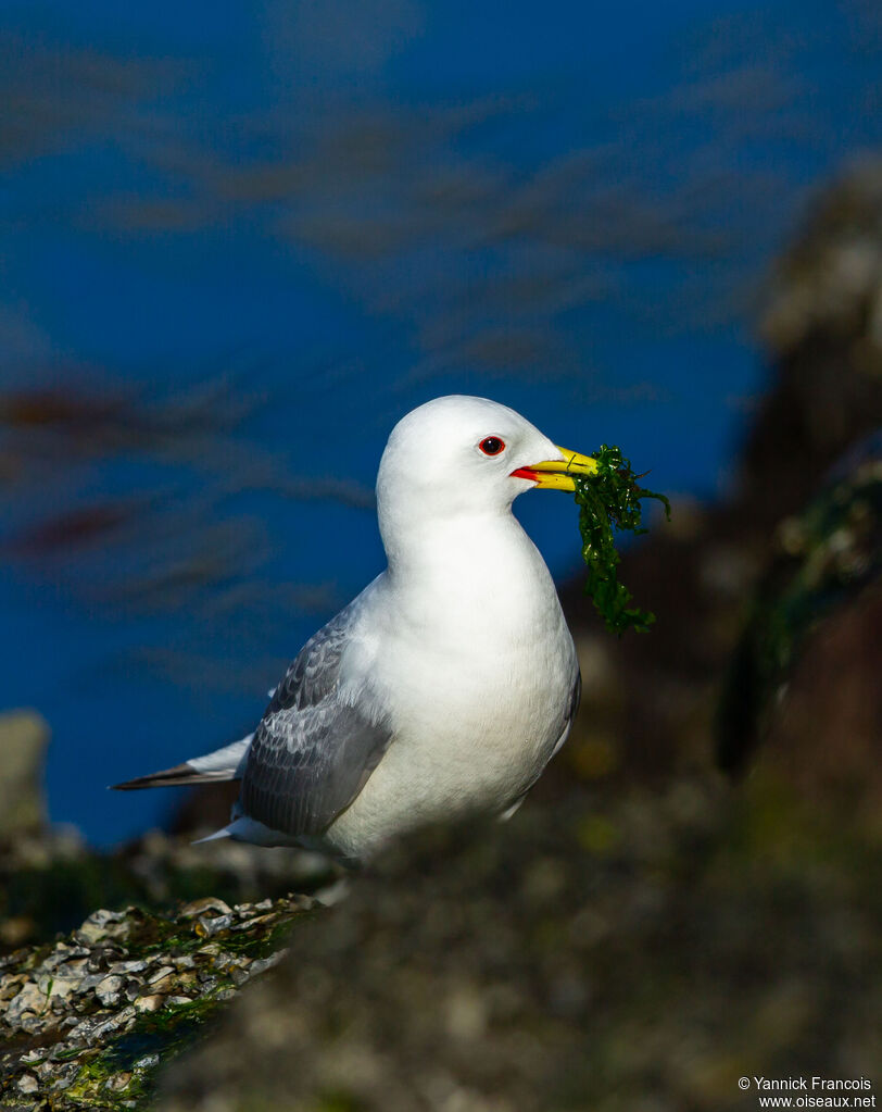 Mouette tridactyleadulte nuptial, identification, composition, mange