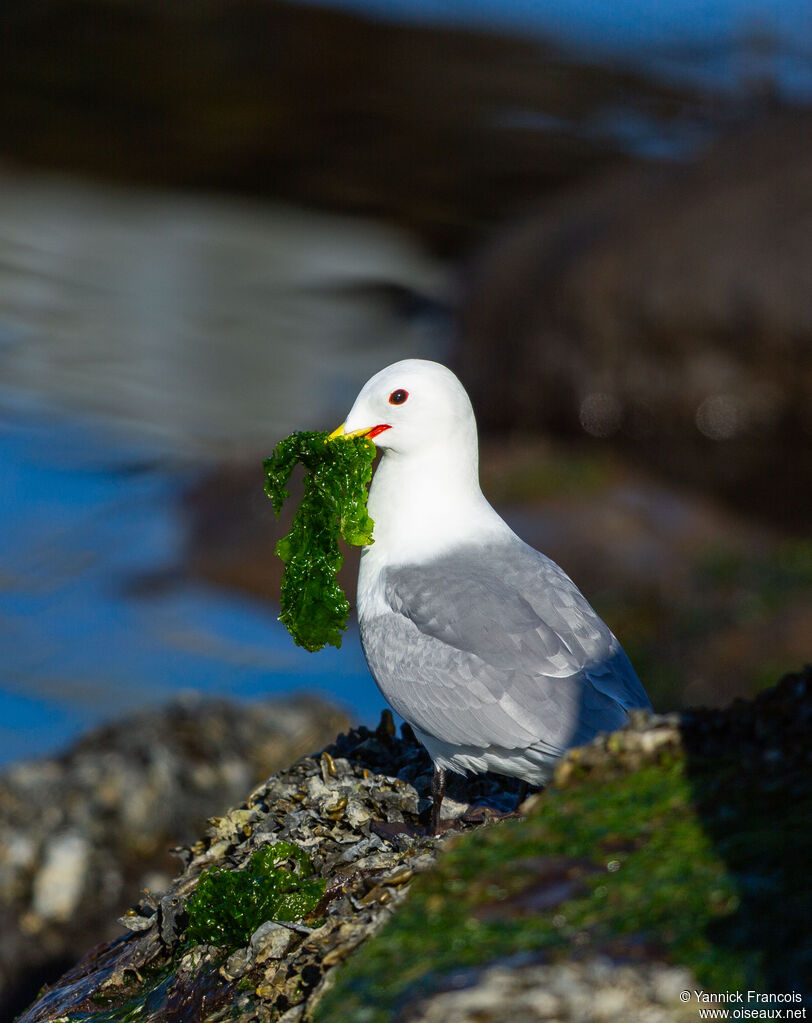 Mouette tridactyleadulte nuptial, identification, composition, mange