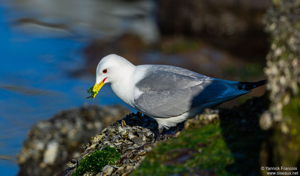 Mouette tridactyleadulte nuptial, identification, composition, mange