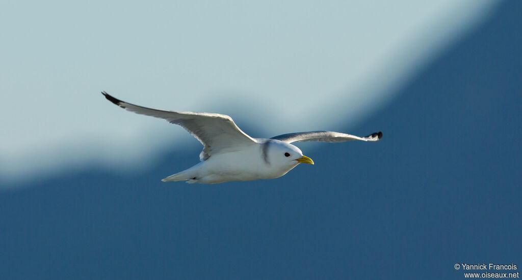 Mouette tridactyleadulte internuptial, composition, Vol
