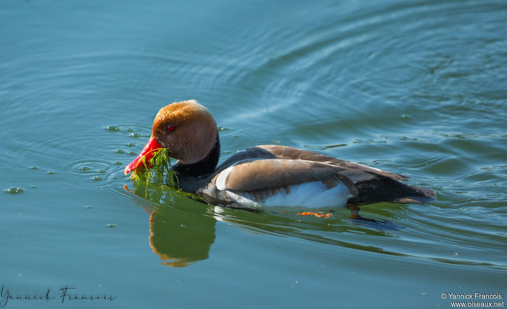 Red-crested Pochard male adult, identification, aspect, swimming, eats