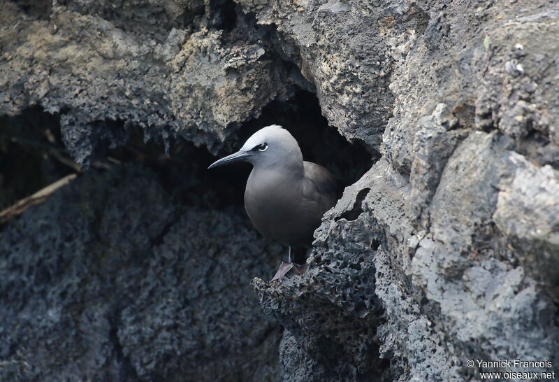 Noddi brunadulte, habitat, composition