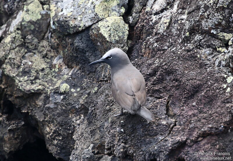 Noddi brunadulte, habitat, composition