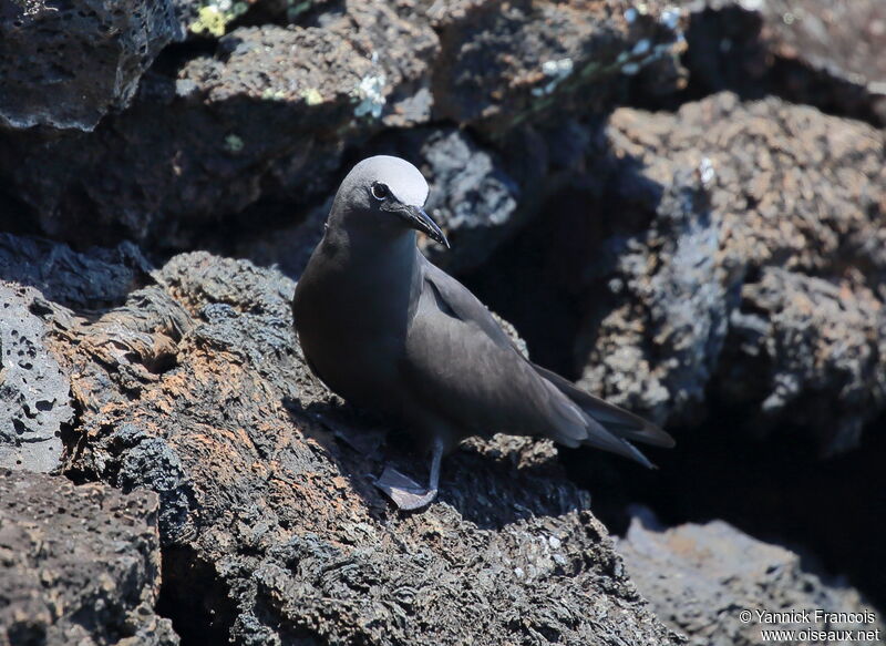 Brown Noddyadult, identification, aspect