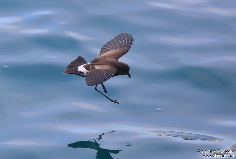 Elliot's Storm Petreladult, aspect, Flight, fishing/hunting