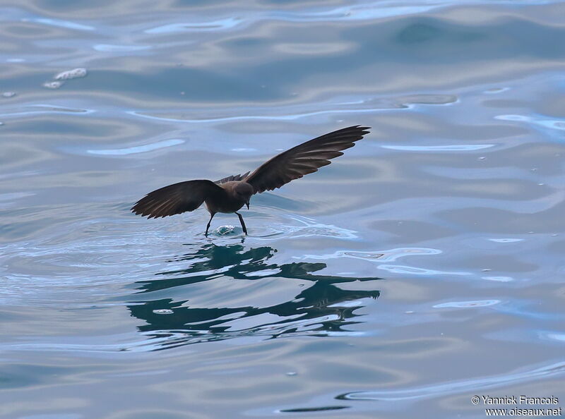 Elliot's Storm Petreladult, aspect, Flight, fishing/hunting