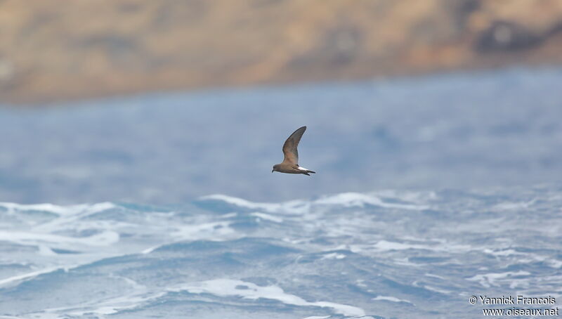 Wedge-rumped Storm Petreladult, aspect, Flight