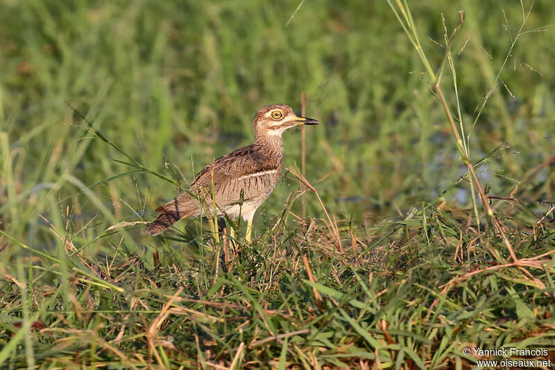 OEdicnème vermiculéadulte, habitat, composition