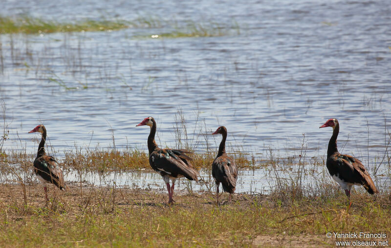 Spur-winged Gooseadult, habitat, aspect