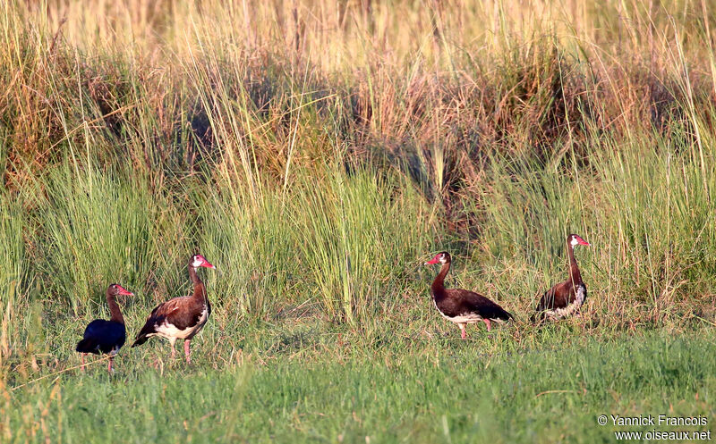 Oie-armée de Gambieadulte, habitat, composition