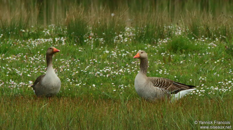 Oie cendréeadulte, habitat, composition