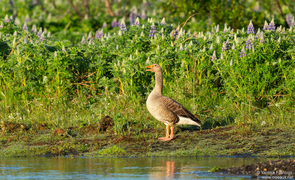 Oie cendréeadulte, habitat