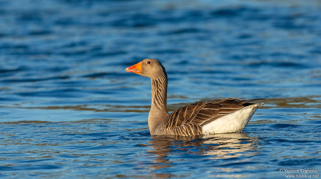 Oie cendréeadulte, identification, composition, nage