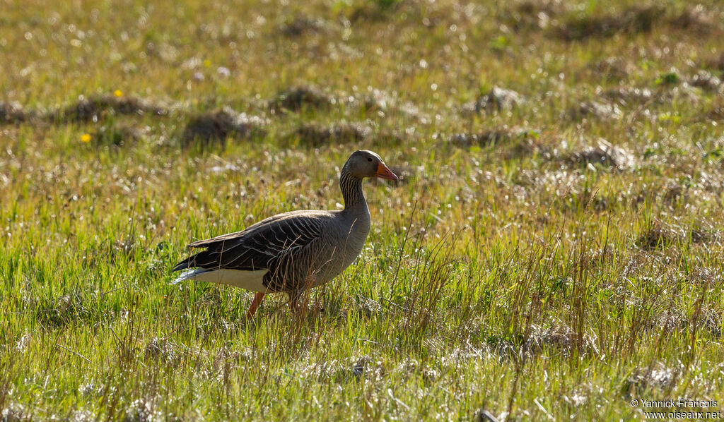 Oie cendréeadulte, habitat, composition, marche
