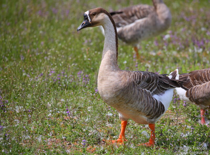 Swan Gooseadult, identification, aspect