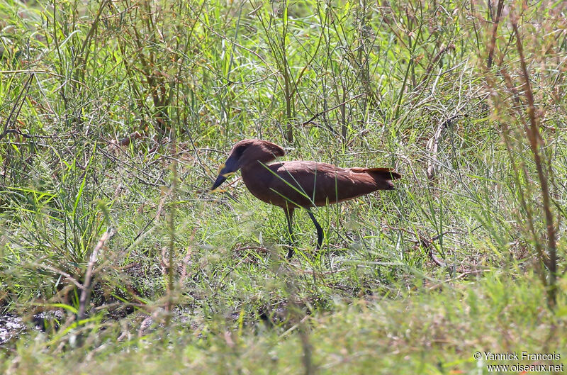 Ombrette africaineadulte, habitat, composition