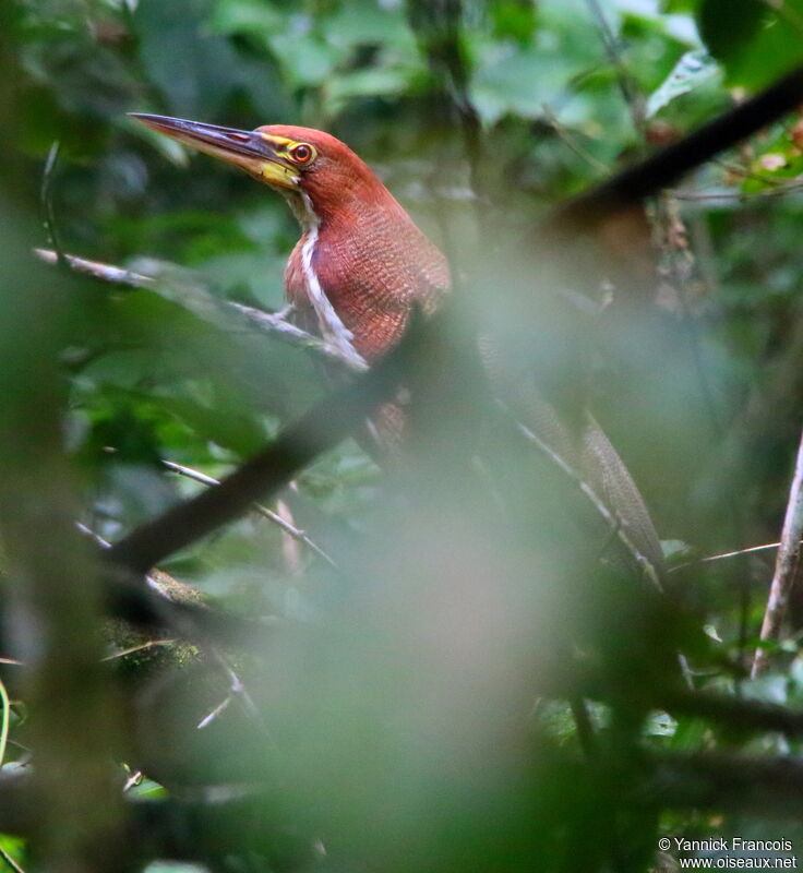 Onoré rayéadulte, habitat, composition