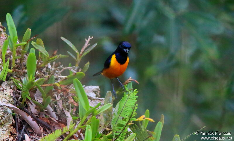 Rufous-bellied Euphonia male adult, habitat