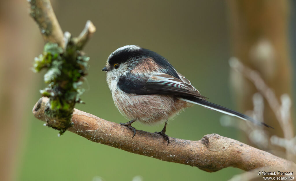 Orite à longue queue