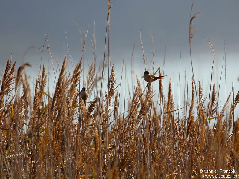 Panure à moustachesadulte, habitat, composition