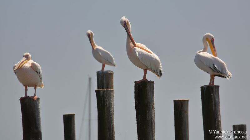 Great White Pelicanadult, habitat