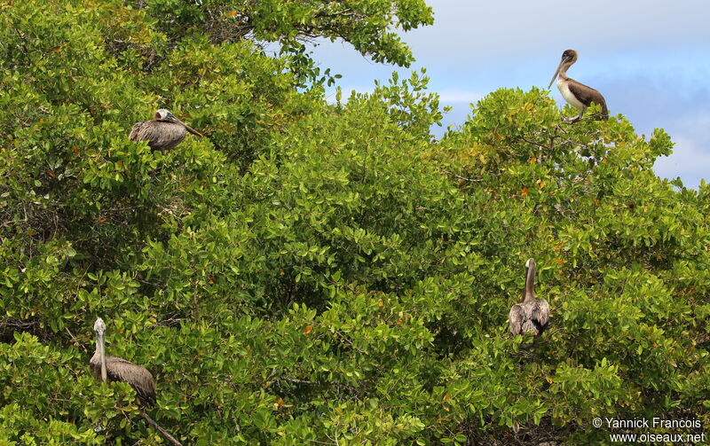 Brown Pelican, habitat, aspect